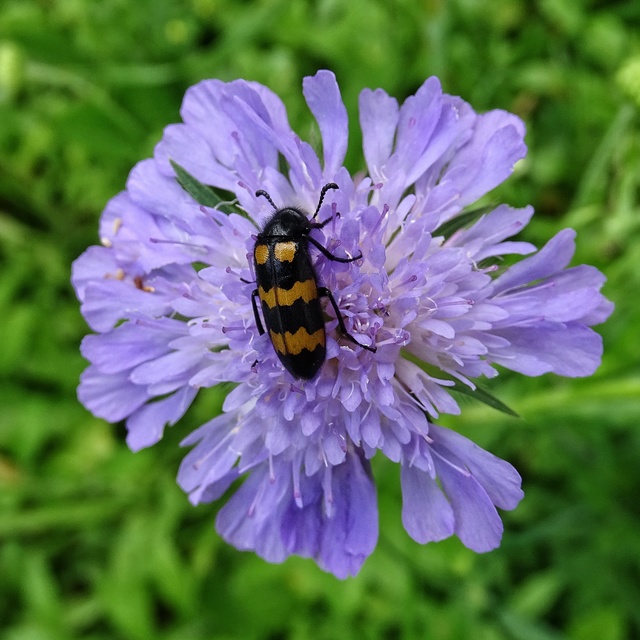 Mylabris variabilis - szalagos hólyaghúzó Mylabris variabilis - szalagos hólyaghúzó