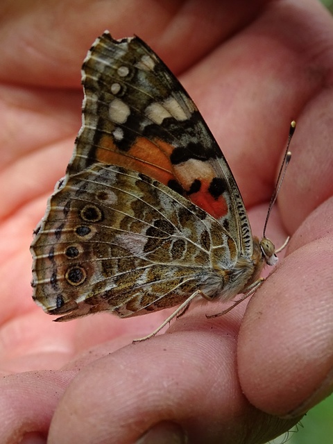 Vanessa cardui - bogáncslepke