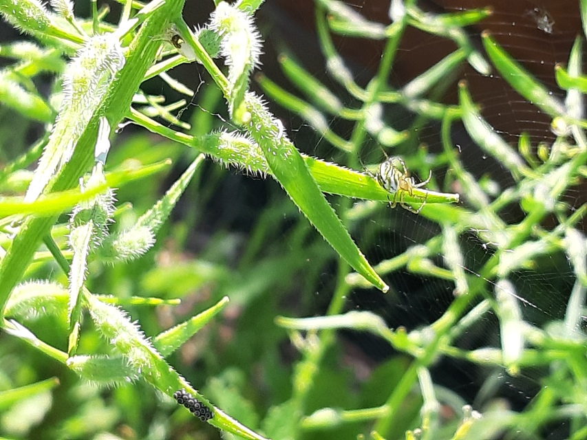 Mangora acalypha - réti keresztespók