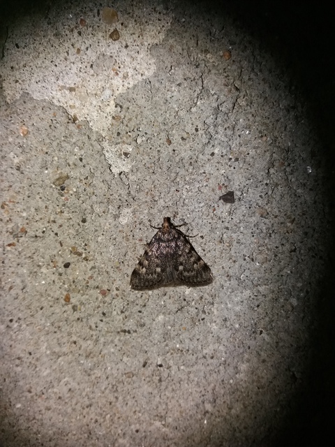 Aglossa pinguinalis - zsiradékmoly