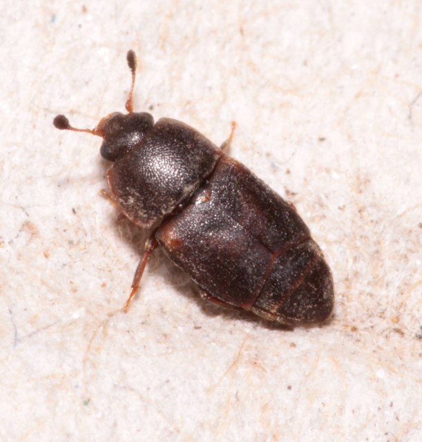 Urophorus humeralis - vállfoltos gyümölcsfénybogár Urophorus humeralis - vállfoltos gyümölcsfénybogár