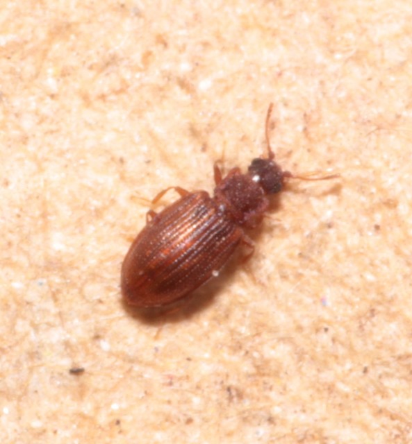 Latridiidae - pudvabogárfélék Latridiidae - pudvabogárfélék