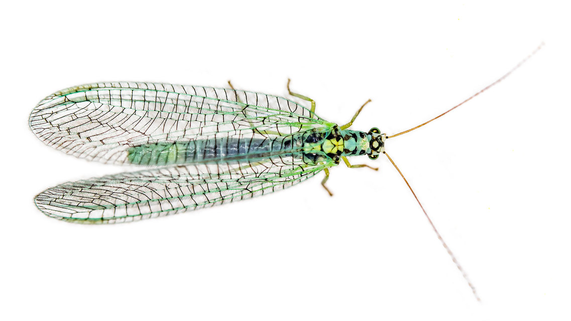 Chrysopa perla - aranyszemű fátyolka