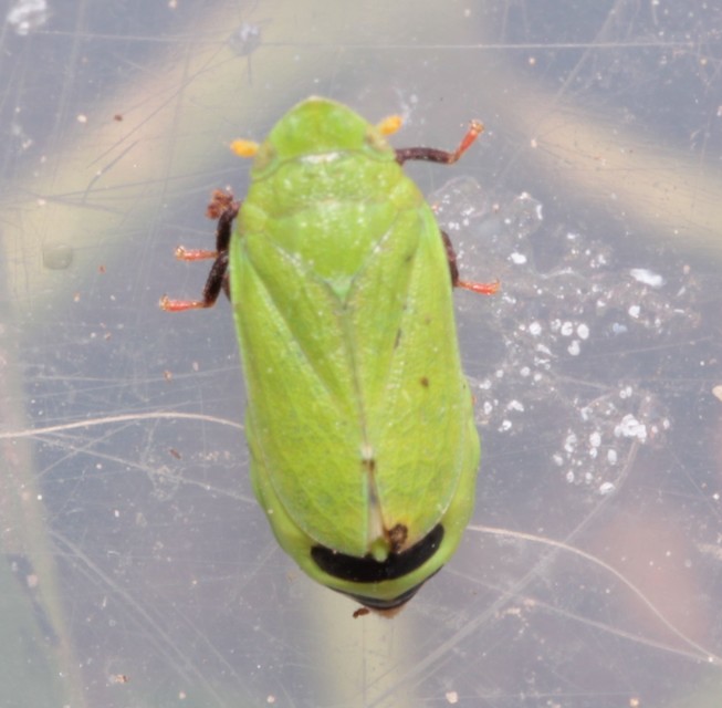 Tettigometra