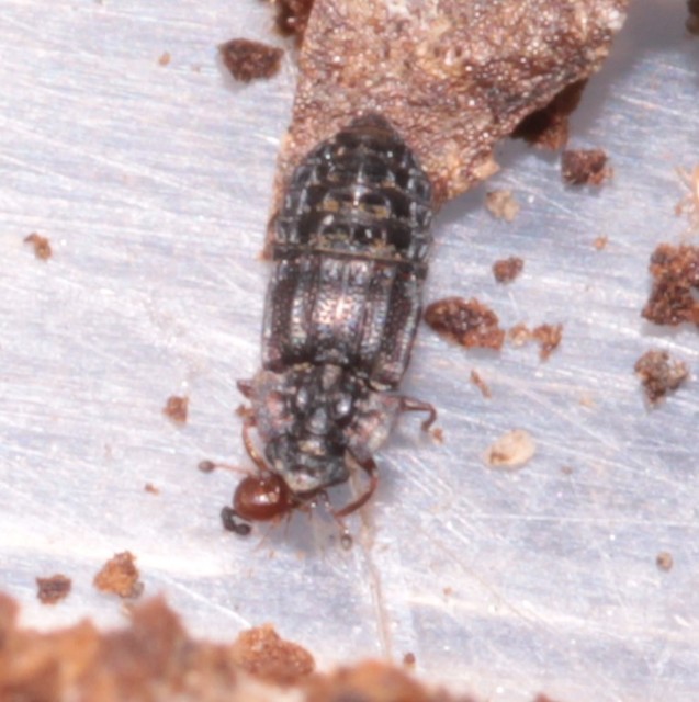 Micropeplus marietti - közönséges bordásholyva