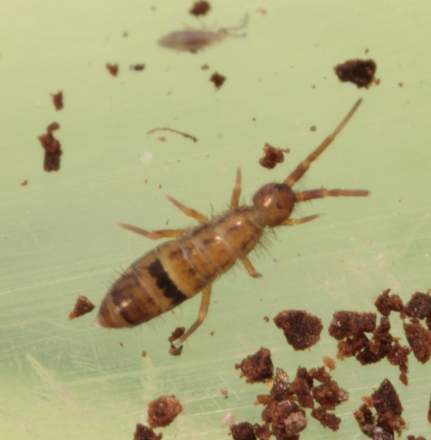 Orchesella cincta