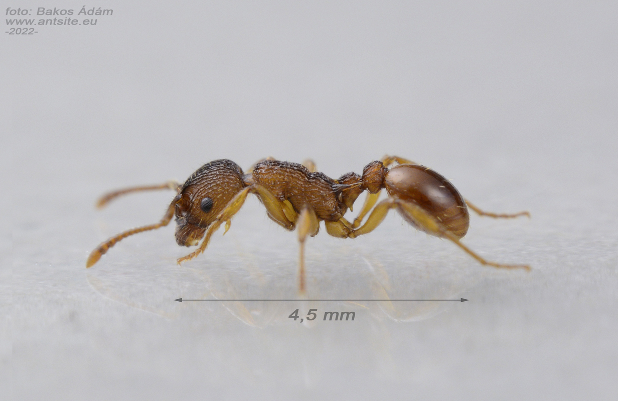 Myrmica sabuleti - gyakori bütyköshangya