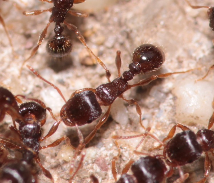 Tetramorium