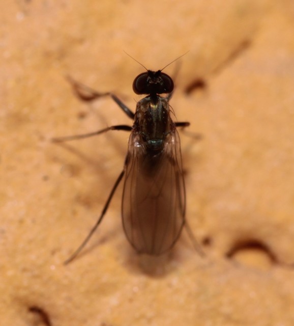 Medetera