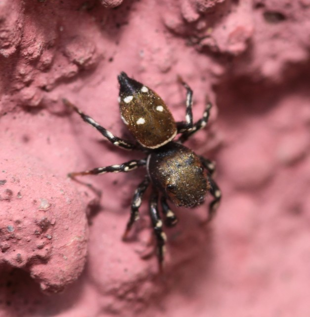 Heliophanus