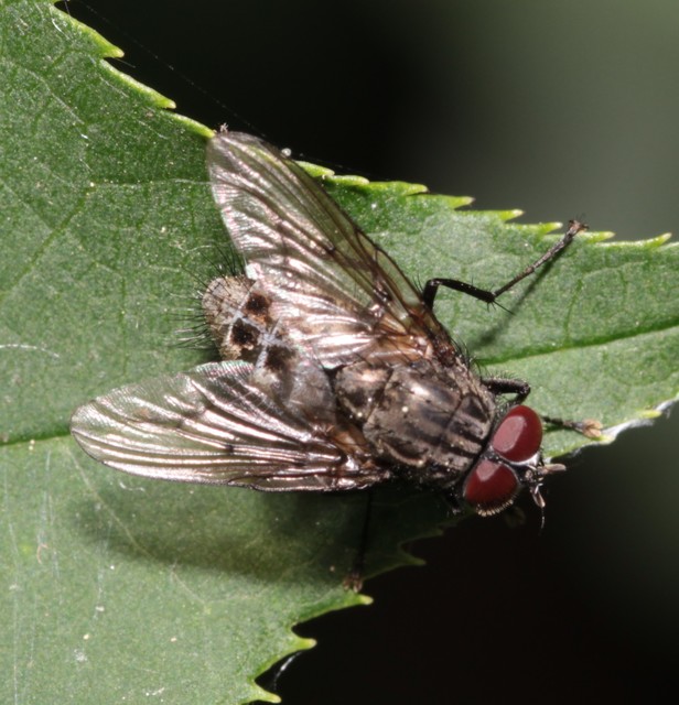 Phaoniinae