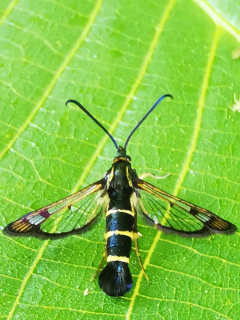 Sesiidae - szitkárfélék