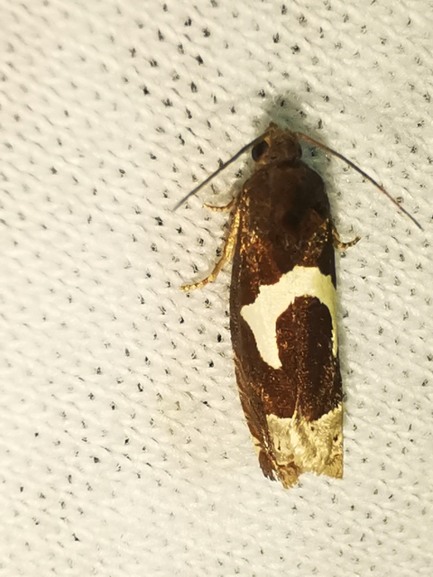 Epiblema foenella - kampósfoltú tükrösmoly