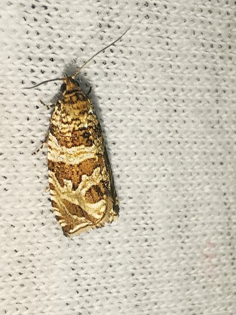 Celypha rivulana - dudvasodró tükrösmoly