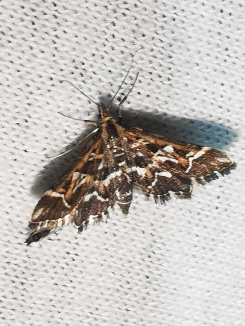 Diasemia reticularis - betűmintás tűzmoly