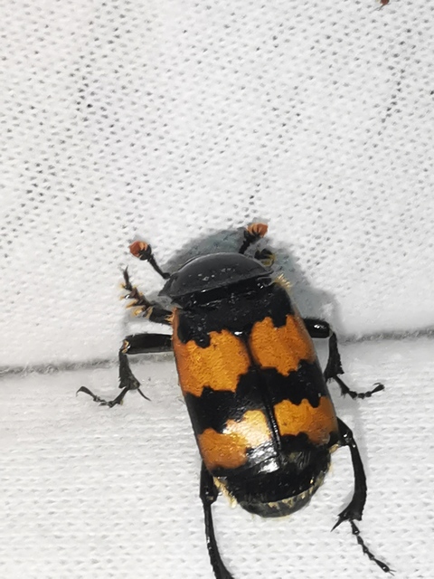 Nicrophorus interruptus - sárgaszőrű temetőbogár