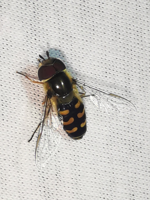 Scaeva