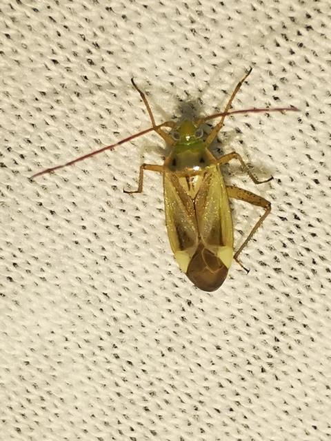 Adelphocoris lineolatus - lucernapoloska