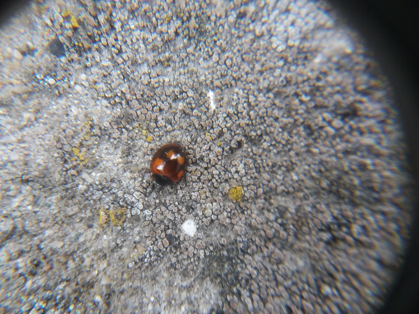 Exochomus quadripustulatus - négyfoltos szerecsenkata