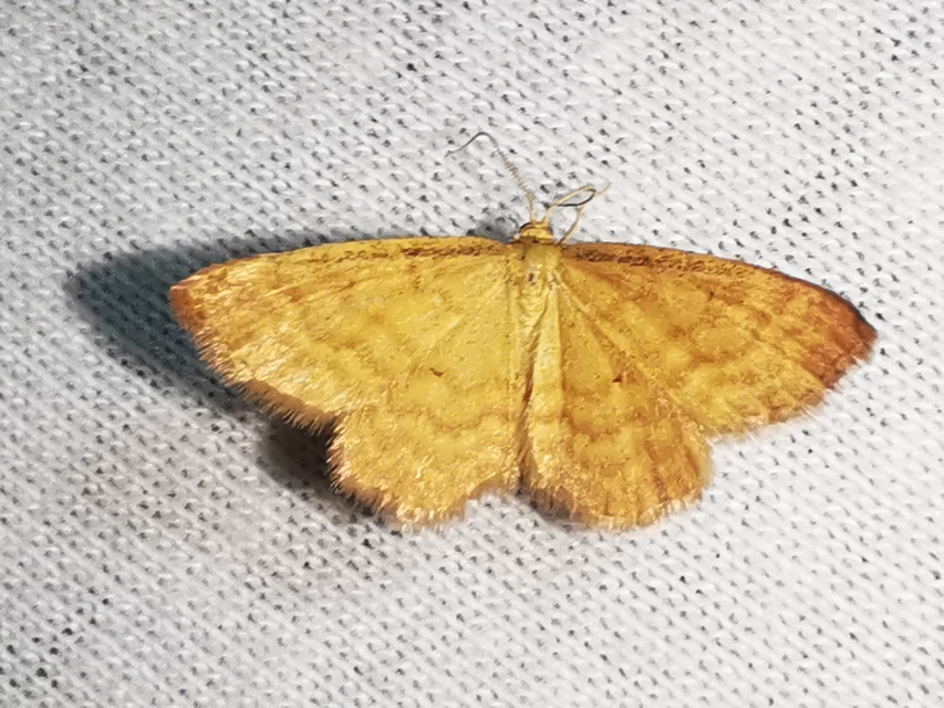 Idaea serpentata - kis sávosaraszoló