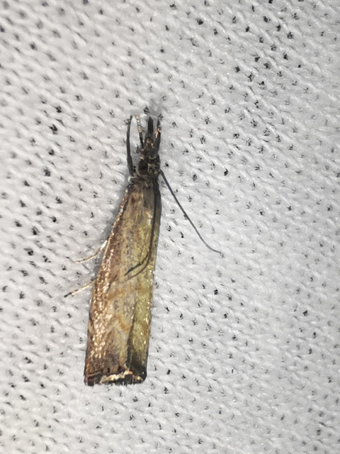 Platytes cerussella - törpe fűgyökérmoly