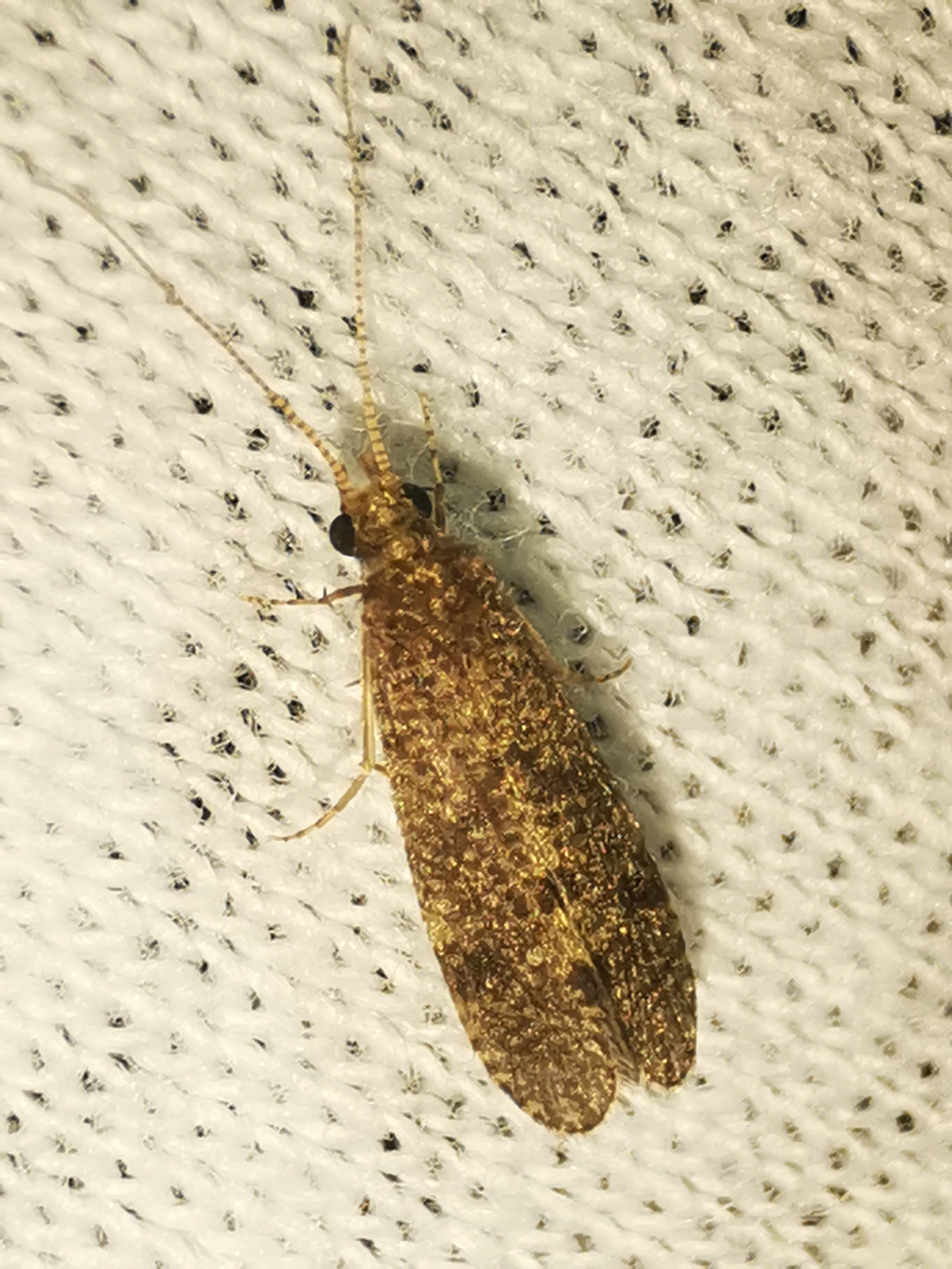 Ecnomus