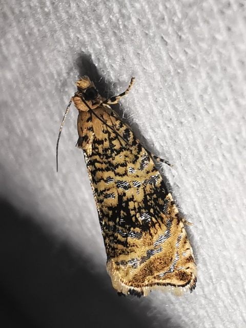 Celypha lacunana - vízparti tükrösmoly