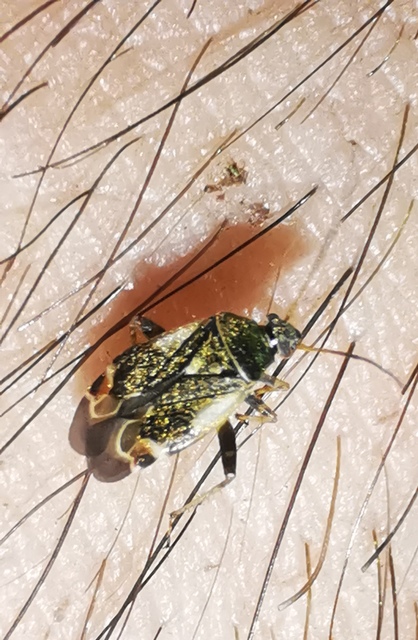 Polymerus Polymerus