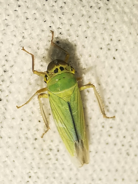 Cicadella viridis - méregzöld kabóca