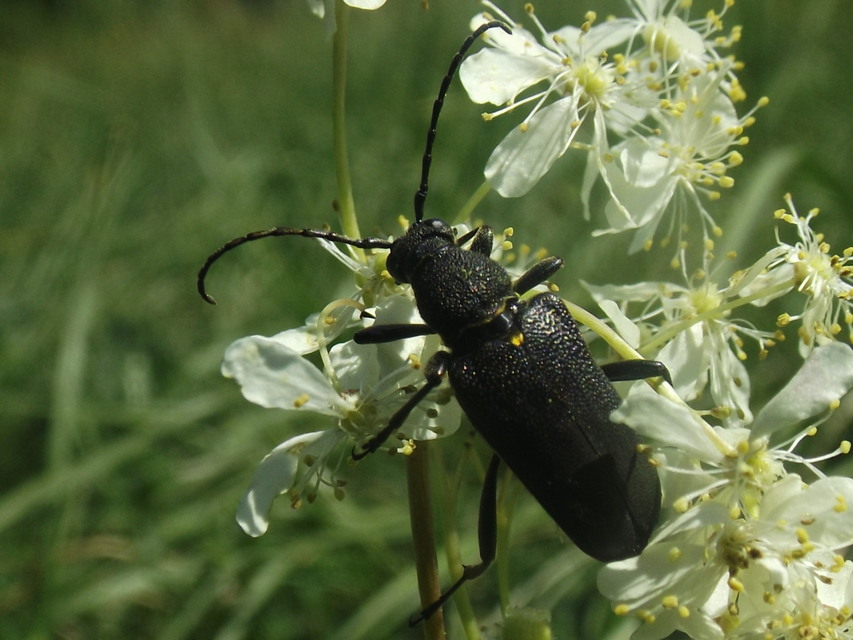 Stictoleptura scutellata - hegyi virágcincér