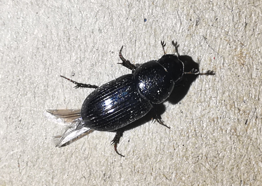 Aphodius varians - változékony trágyabogár