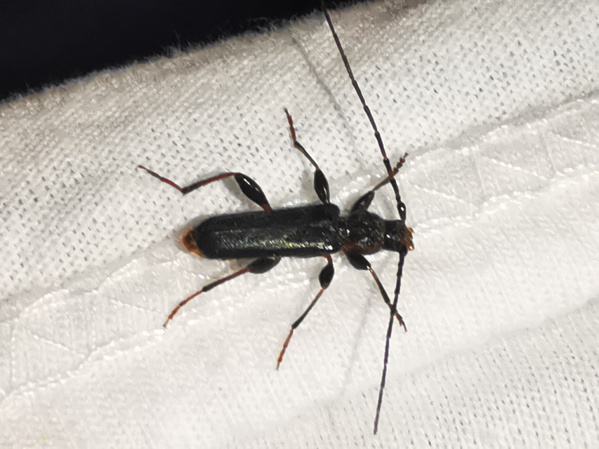 Phymatodes testaceus - változékony korongcincér