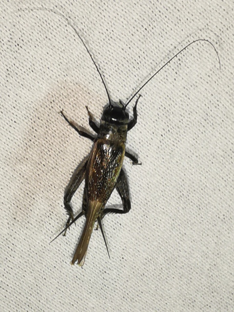 Eumodicogryllus bordigalensis - bordói tücsök
