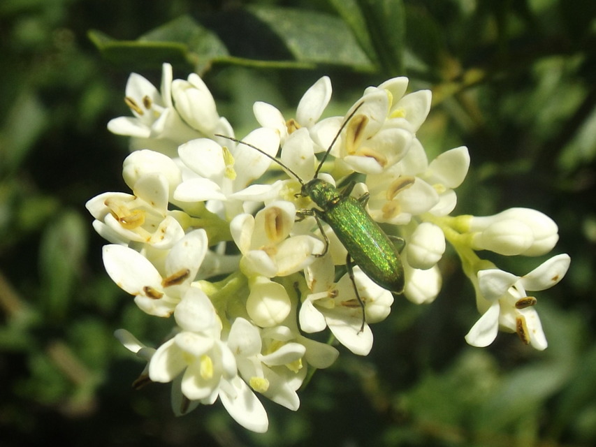 Chrysanthia viridissima - aranyos álcincér
