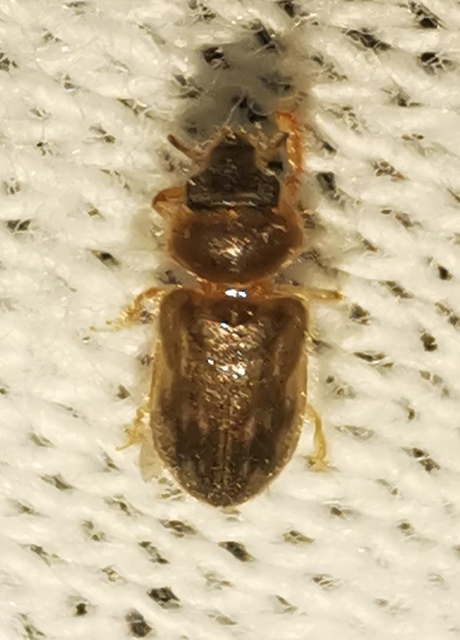 Heterocerus