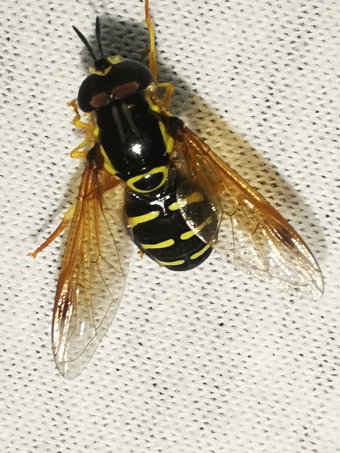 Chrysotoxum