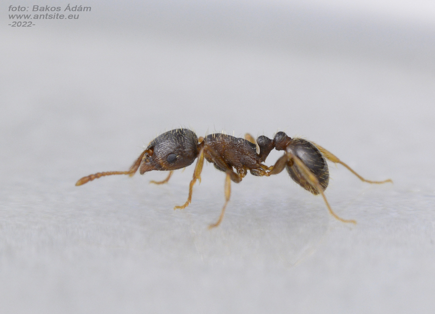 Tetramorium ferox - orosz gyepihangya