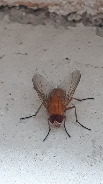Phaonia pallida