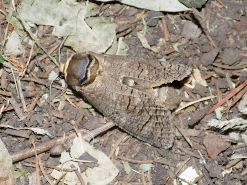 Cossus cossus - fűzfarontólepke