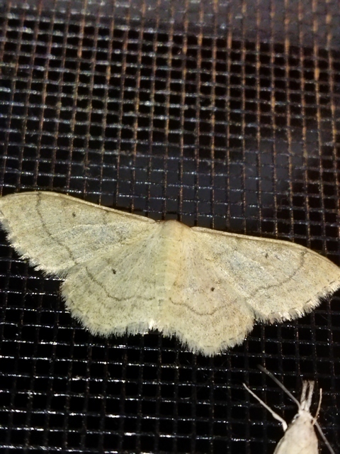 Idaea straminata - szalmasárga sávosaraszoló