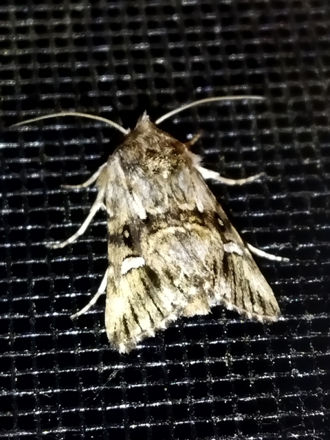 Calophasia lunula - gyújtoványfű-apróbagoly