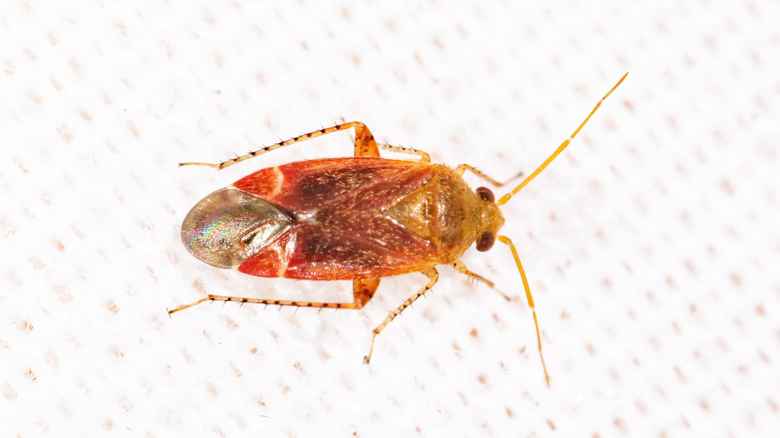 Psallus