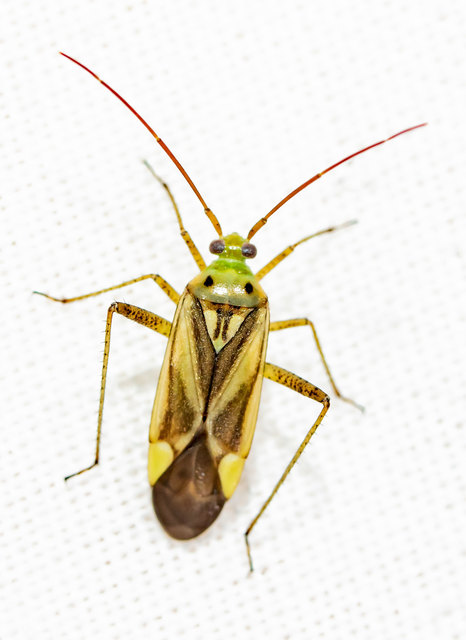 Adelphocoris lineolatus - lucernapoloska