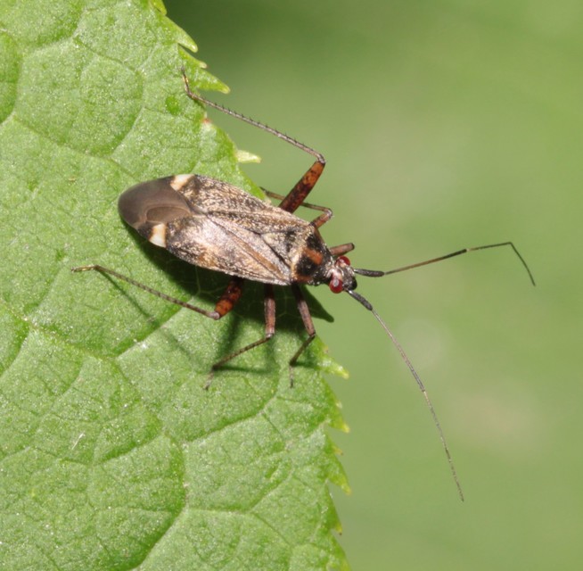 Closterotomus fulvomaculatus - komlópoloska Closterotomus fulvomaculatus - komlópoloska