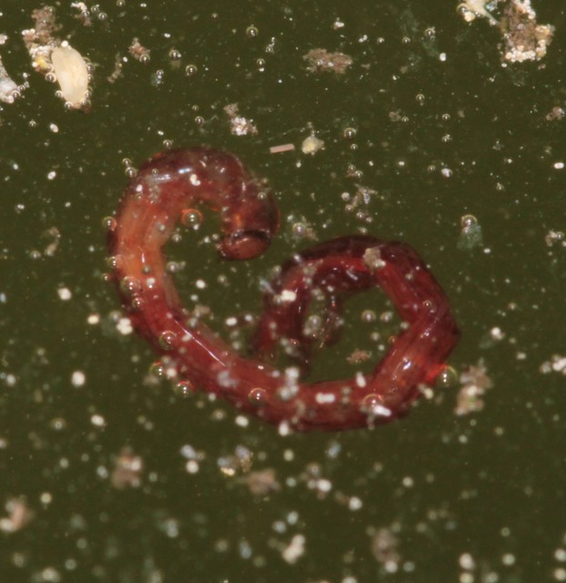 Chironomidae - árvaszúnyogok