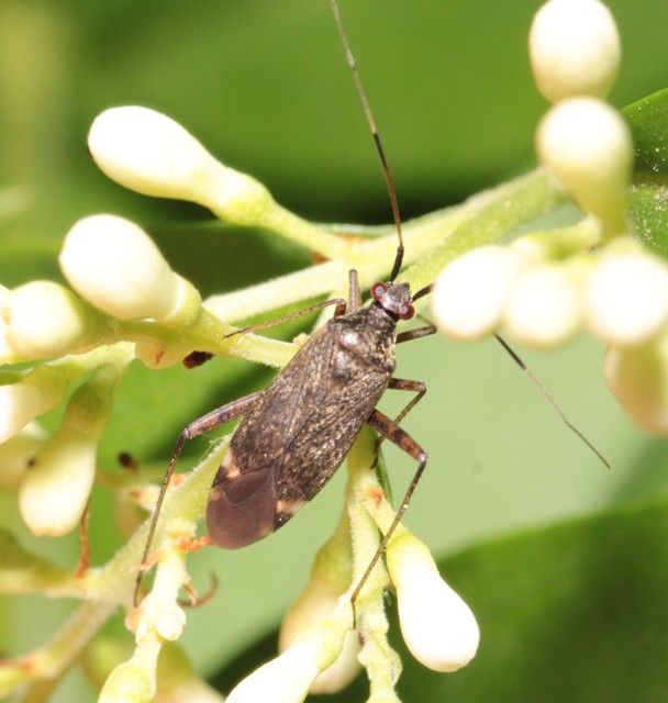 Closterotomus fulvomaculatus - komlópoloska Closterotomus fulvomaculatus - komlópoloska