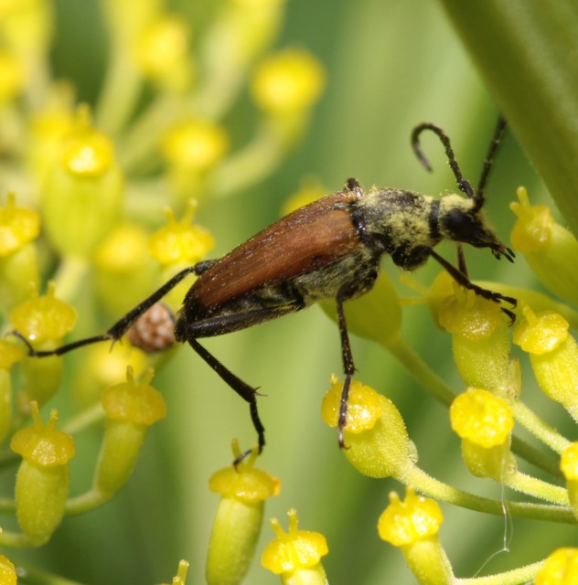 Stictoleptura fulva - vörhenyes virágcincér