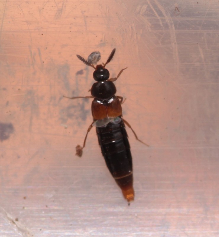 Aleochara clavicornis - bunkóscsápú fürkészholyva