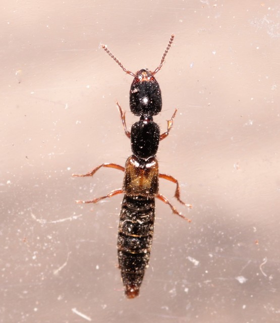 Leptophius flavocinctus - alföldi rovátkásholyva