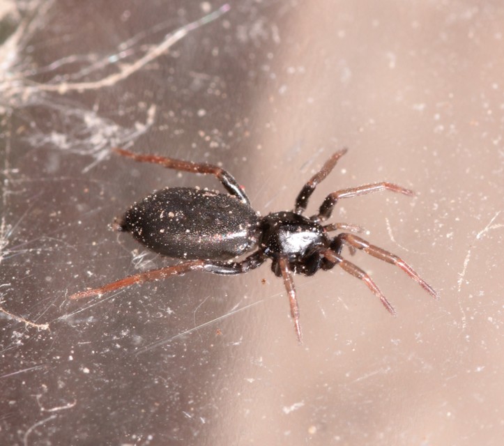 Trachyzelotes pedestris - vöröslábú gyászpók